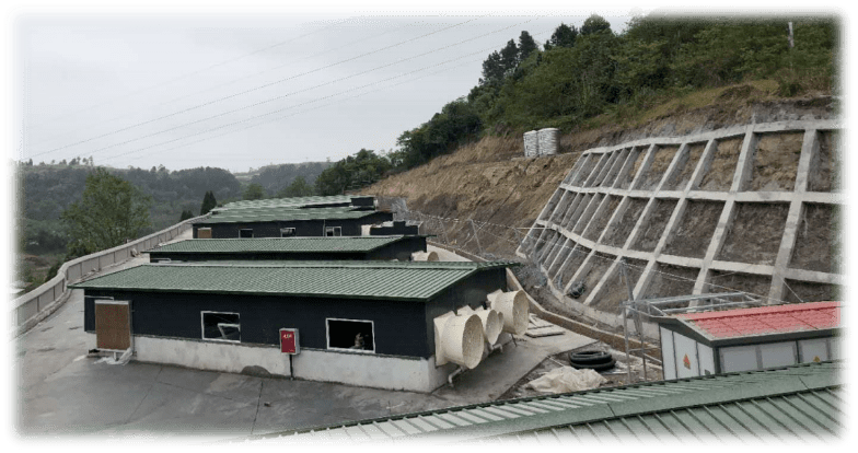 內(nèi)江醫(yī)用豬3