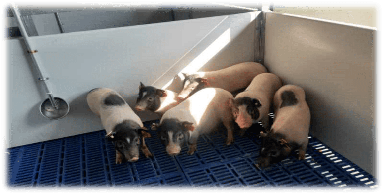 內(nèi)江醫(yī)用豬2